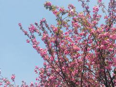 -三圣花乡旅游区