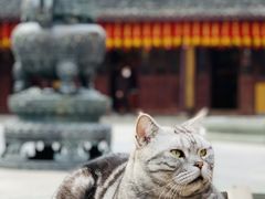 -龙华寺
