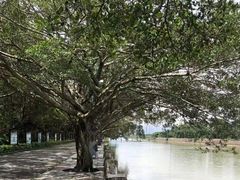 -大湾区中央湿地公园