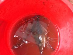 -小象钓虾·营地烧烤(洛溪店)