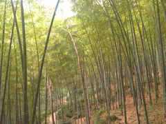 -上海佘山国家森林公园西佘山园