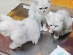 -A猫a狗全科·犬猫异宠·芥西宠物医院(南开总院)