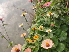 -长兴太湖图影湿地文化园