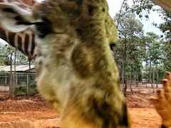 -清迈夜间动物园