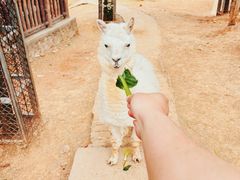 -石家庄市动物园