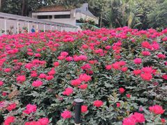 -人民公园(罗湖区)