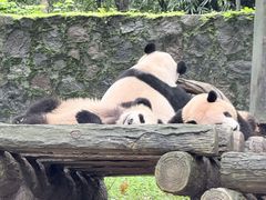 -都江堰中华大熊猫苑