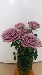 -侒悦缦月子中心·疗愈园区(龙岗店)