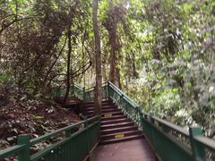 -西双版纳原始森林公园