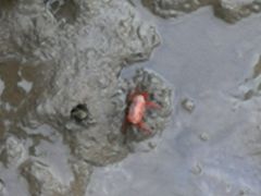 -北海金海湾红树林生态旅游区