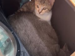 -佳雯宠物医院·皮肤科·内外科(春晓路分院)