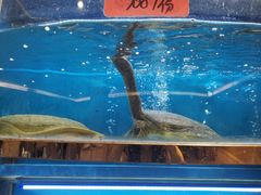 -阿湾楼·温州海鲜·江浙菜(京江路店)