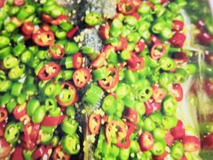 鲜椒鲈鱼-胖哥川菜馆(武东路店)