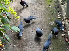 -新加坡飞禽公园