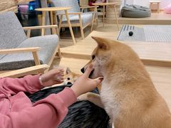 -南京Hallo宠物乐园·哈罗犬舍·柴犬繁育基地