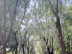 -柳浪闻莺公园