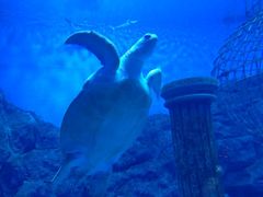 -芜湖新华联大白鲸海洋公园