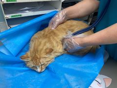 -纳吉亚猫专科动物诊疗中心(蒋宅口分院)