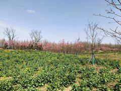 -东平国家森林公园