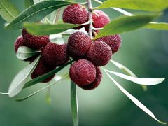 -东山风景区(洞庭东山)