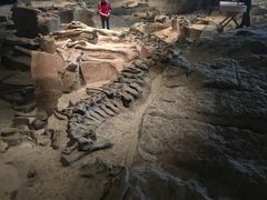 -自贡恐龙博物馆