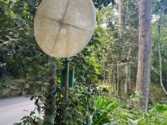 -西双版纳原始森林公园