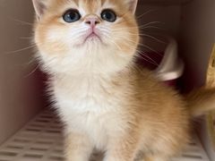 -lincat·猫舍(广州店)