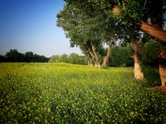 -长白岛森林公园