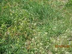 野花-长春公园(普阳街道)