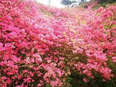 -木兰云雾山