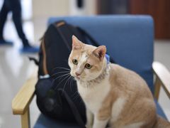 -鼓捣猫呢主题猫咖店