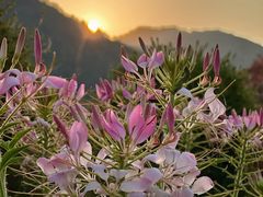 -径山花海