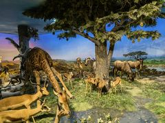 -国家自然博物馆