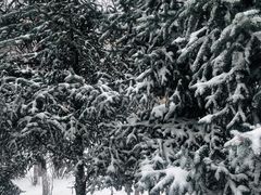 -老码头黑皮肘子锅包肉(赣水路店)