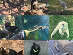 -西霞口神雕山野生动物世界