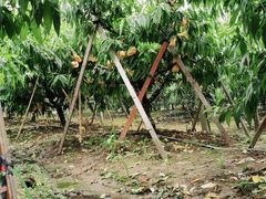 -南汇老顾农家乐采摘大团水蜜桃采摘店