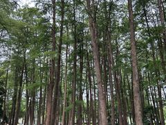 -月湖风景区