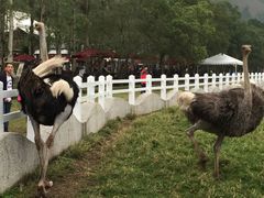 -瑞穗牧场