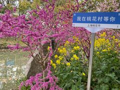 -南汇桃花村