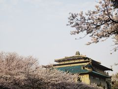 -武汉大学-樱园