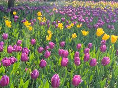 -长春公园(普阳街道)