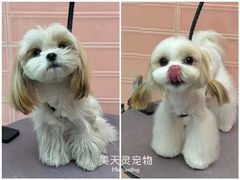 -FAELING PETS美天灵宠物(合生汇店)