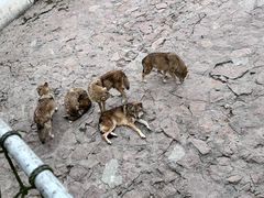 -西霞口神雕山野生动物世界