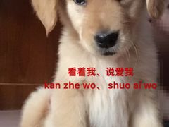 -惠康宠物医院(华能路店)