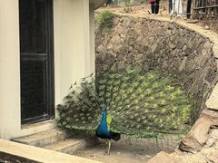 -合肥野生动物园