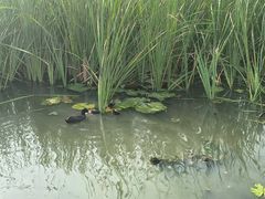 -前关湿地公园