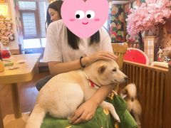 -豆柴町-柴犬主题狗咖(红鼎国际C座店)