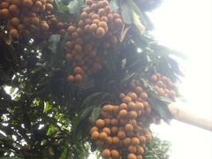 -东方鼎信农副产品交易中心