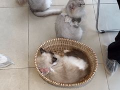 -怪兽屋·羊驼·猫咖·狗咖(俊华广场店)