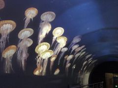 -贝壳梦幻世界